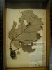 historical herbarium sample